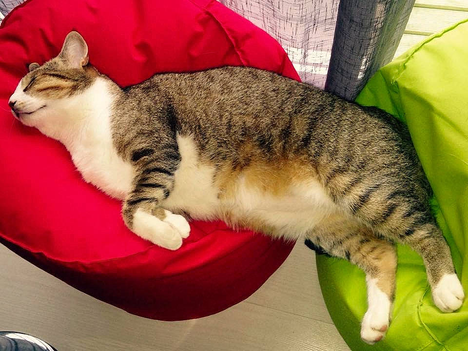 Luffy participe au concours pour gagner de l'argent avec cette photo : american_wirehair, asian, australian_mist, california_spangled, carnivore, cat, domestic_short_haired_cat, dragon_li, european_shorthair, felidae, kitten, mammal, small_to_medium_sized_cats, tabby_cat, tail, vertebrate, whiskers