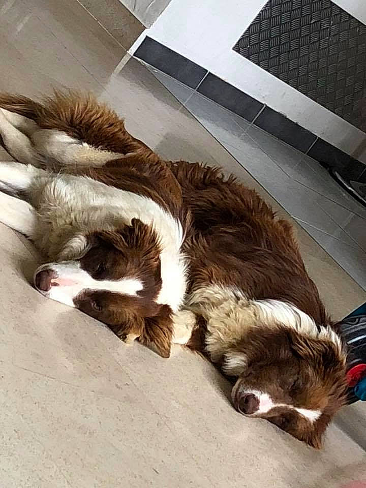 Moogly a rejoint le concours — aidez-le/la à gagner de superbes lots ! canidae, carnivore, cat, dog, dog_breed, english_springer_spaniel, felidae, fur, norwegian_forest_cat, sleep, small_to_medium_sized_cats, sporting_group, tail, whiskers