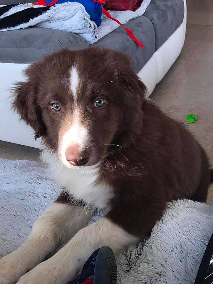 Moogly participe au concours pour gagner de l'argent avec cette photo : australian_collie, australian_shepherd, borador, border_collie, canidae, carnivore, companion_dog, dog, dog_breed, herding_dog, mammal, miniature_australian_shepherd, puppy, rare_breed_dog, snout, spaniel, sporting_group, stabyhoun, vertebrate, working_dog