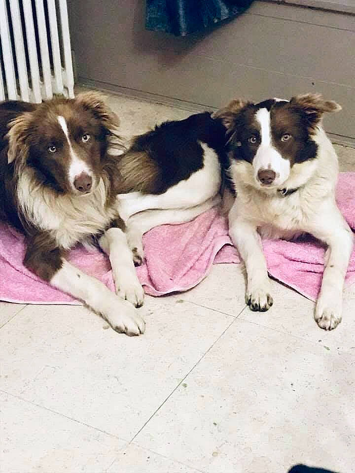 Moogly a rejoint le concours — aidez-le/la à gagner de superbes lots ! australian_collie, border_collie, canidae, carnivore, companion_dog, dog, dog_breed, drentse_patrijshond, english_shepherd, herding_dog, kooikerhondje, mammal, rare_breed_dog, sporting_group, stabyhoun, vertebrate, welsh_sheepdog, working_dog