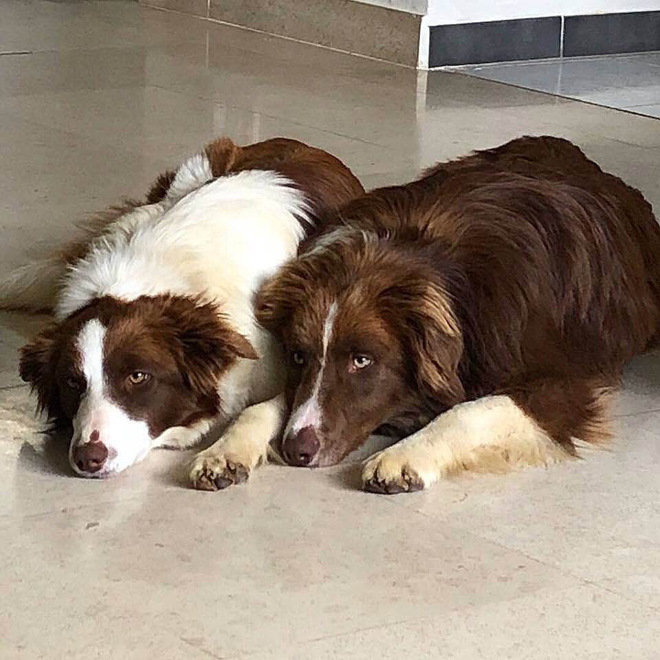 Moogly participe au concours pour gagner de l'argent avec cette photo : aidi, australian_collie, australian_shepherd, border_collie, canidae, carnivore, companion_dog, dog, dog_breed, drentse_patrijshond, herding_dog, mammal, miniature_australian_shepherd, rare_breed_dog, snout, sporting_group, stabyhoun, vertebrate, welsh_sheepdog, working_dog