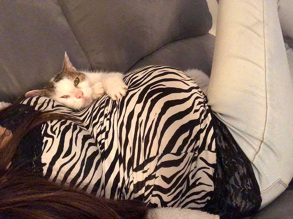 Clara a rejoint le concours — aidez-le/la à gagner de superbes lots ! asian, carnivore, cat, fawn, felidae, fur, kitten, mammal, nap, small_to_medium_sized_cats, tail, whiskers