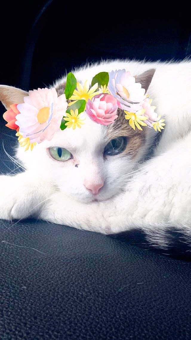 Clara participe au concours pour gagner de l'argent avec cette photo : american_curl, american_wirehair, burmilla, carnivore, cat, felidae, fur, khao_manee, kitten, small_to_medium_sized_cats, turkish_angora, turkish_van, whiskers