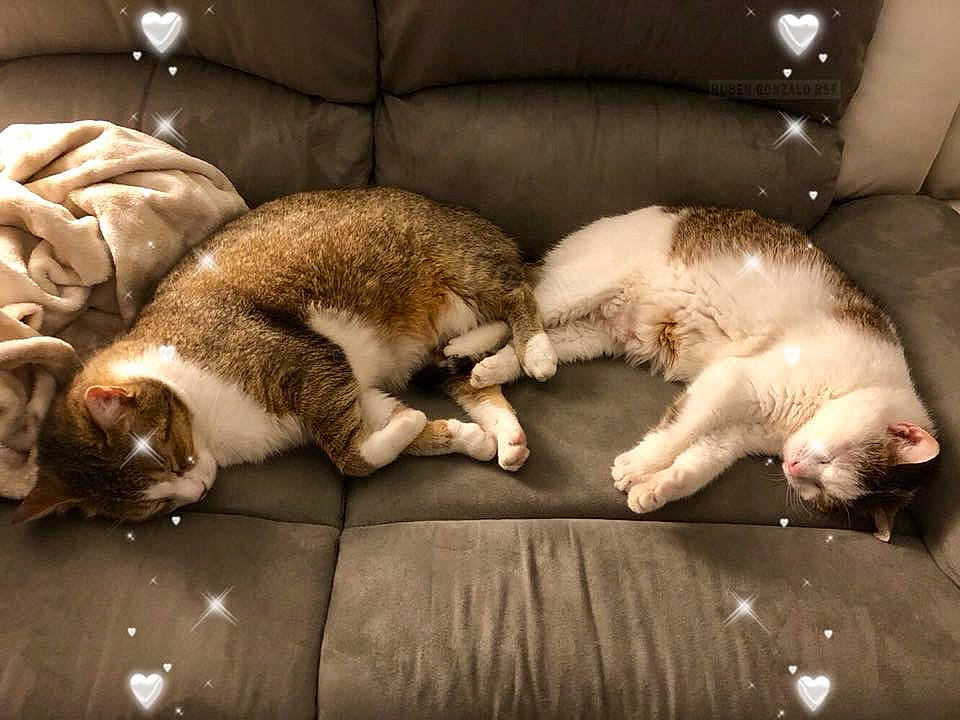 Clara participe au concours pour gagner de l'argent avec cette photo : canidae, carnivore, cat, companion_dog, dog_breed, fawn, felidae, mammal, nap, paw, puppy_love, singapura, sleep, small_to_medium_sized_cats