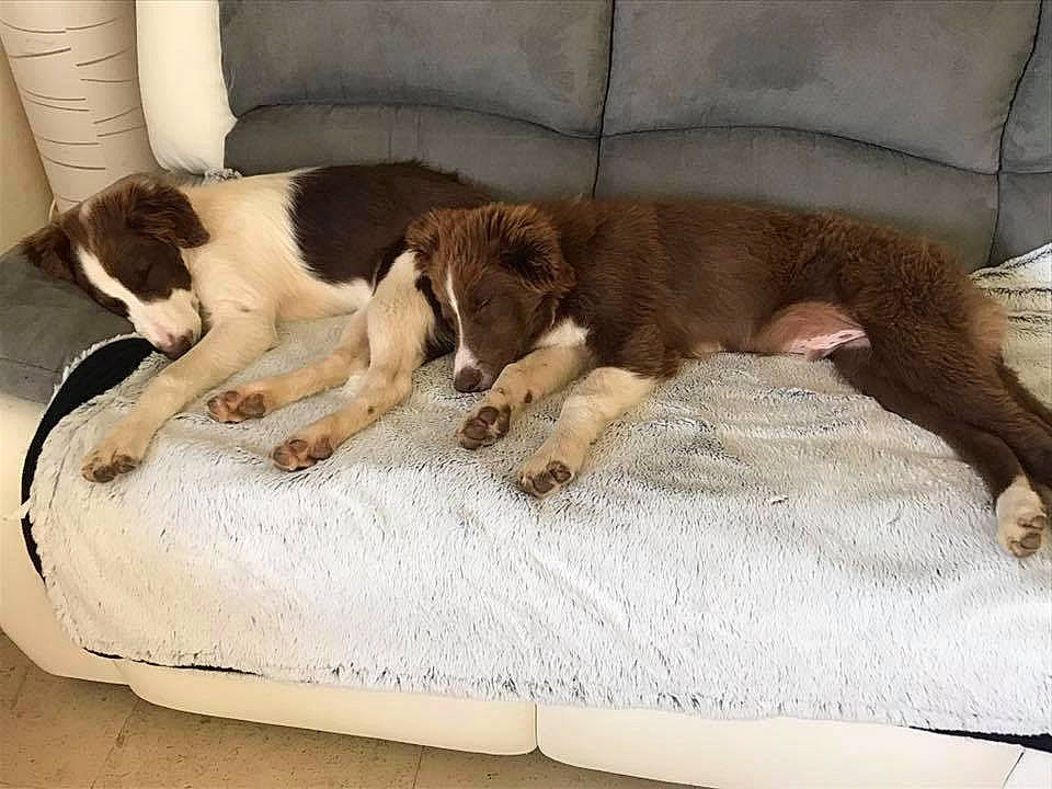 Mayla participe au concours pour gagner de l'argent avec cette photo : canidae, carnivore, companion_dog, dog, dog_breed, drentse_patrijshond, mammal, spaniel, sporting_group