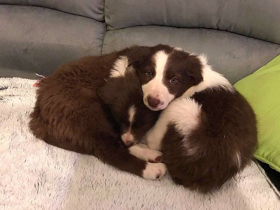 Mayla participe au concours pour gagner de l'argent avec cette photo : australian_collie, australian_shepherd, border_collie, canidae, carnivore, companion_dog, dog, dog_breed, herding_dog, mammal, miniature_australian_shepherd, puppy, tornjak, vertebrate, welsh_sheepdog