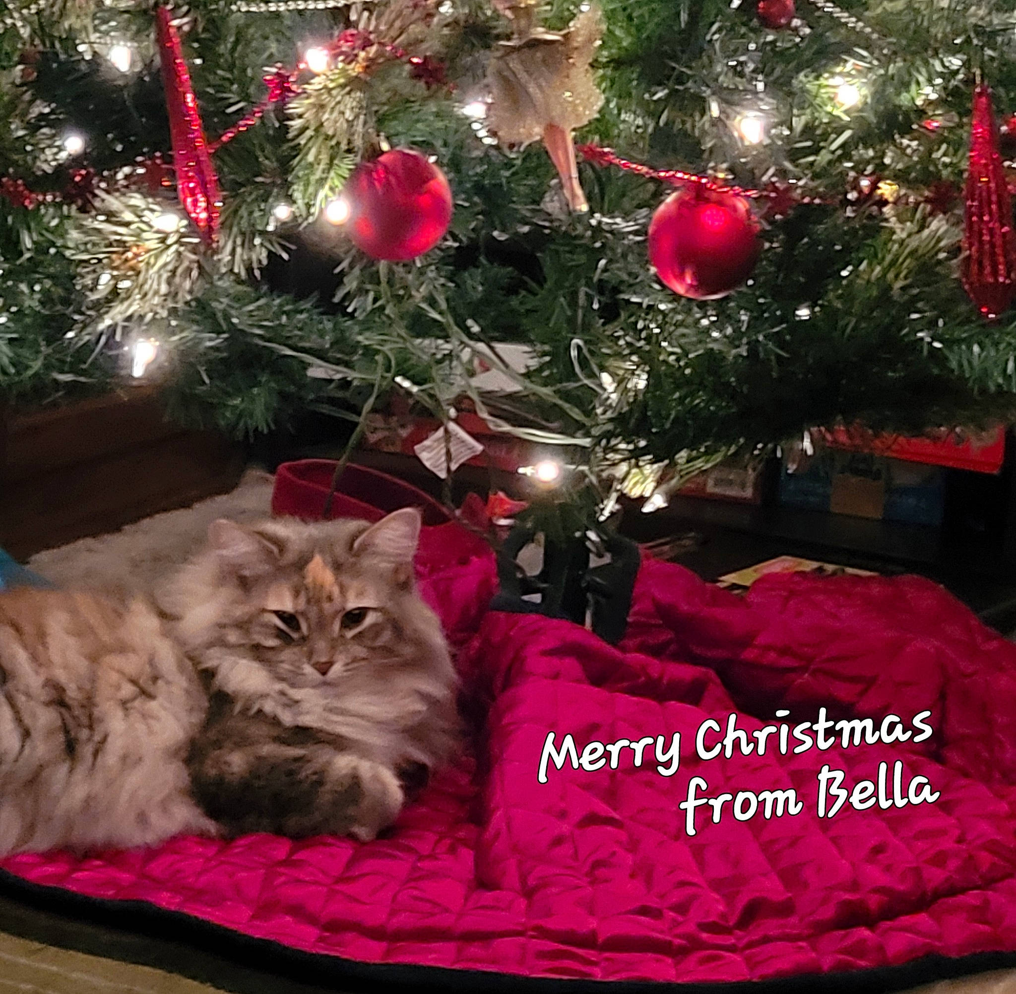 Bella is registered to the contest to win money with this photo: carnivore, cat, christmas, christmas_decoration, christmas_ornament, christmas_tree, comfort, decoration, evergreen, fawn, felidae, holiday_ornament, light, magenta, ornament, pink, plant, small_to_medium_sized_cats, whiskers, woody_plant