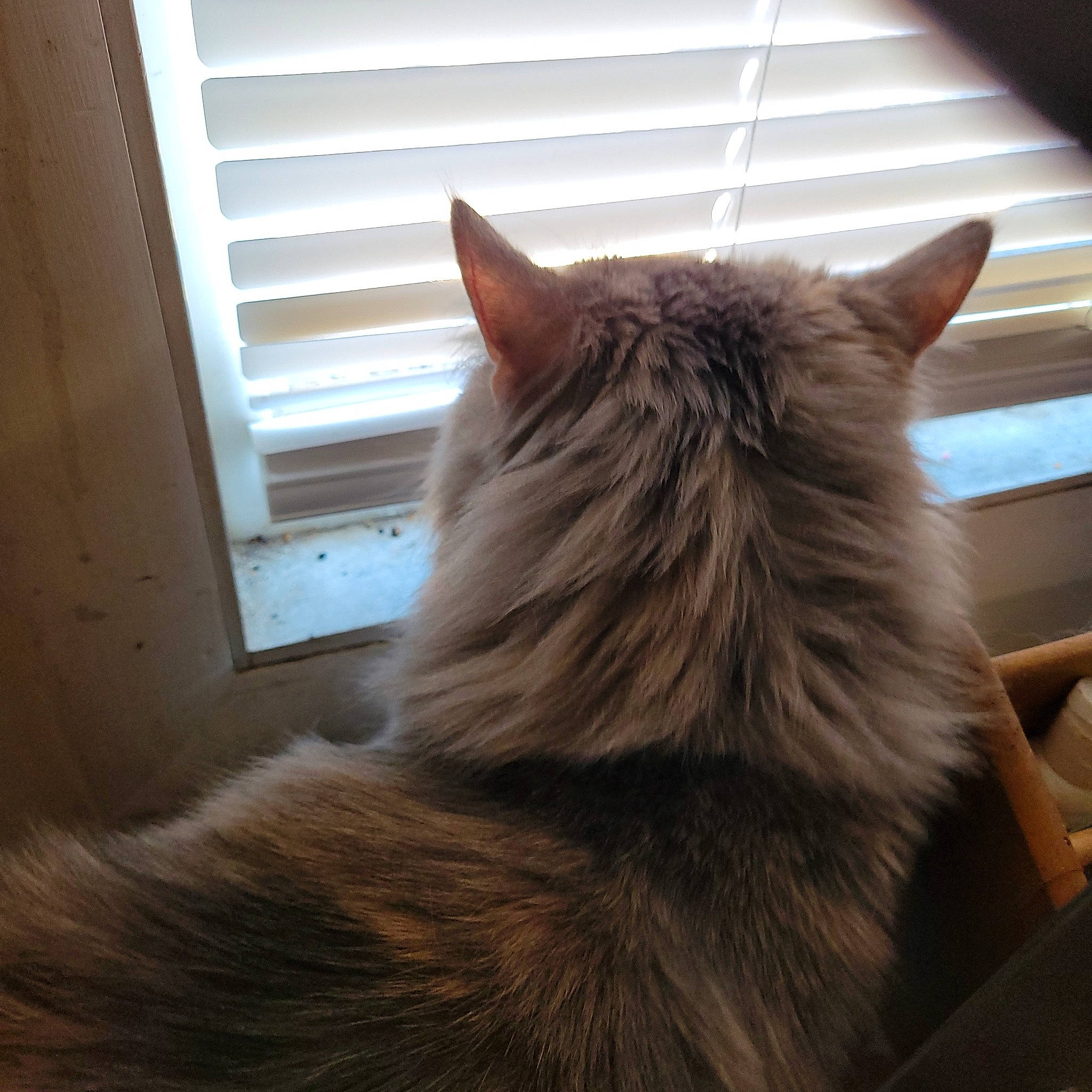 Bella is registered to the contest to win money with this photo: carnivore, cat, claw, comfort, domestic_short_haired_cat, felidae, flooring, fur, grey, hardwood, paw, room, small_to_medium_sized_cats, snout, tail, tints_and_shades, whiskers, window, window_blind, wood