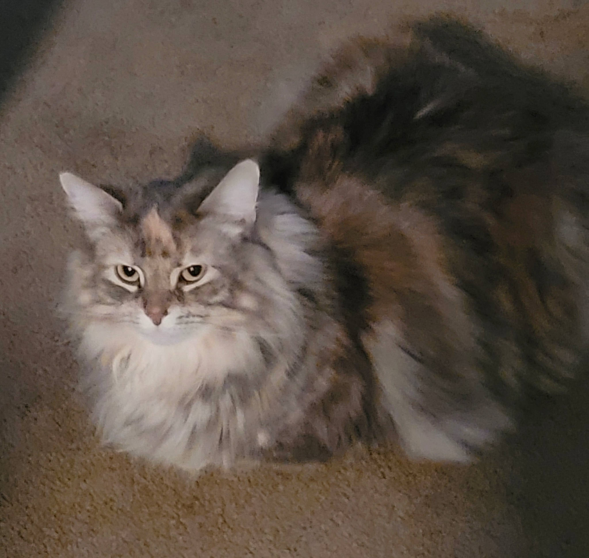 Bella joined the competition — help win amazing prizes! british_longhair, carnivore, cat, cat_toy, fawn, felidae, fur, iris, paw, ragdoll, small_to_medium_sized_cats, snout, tail, terrestrial_animal, whiskers, window