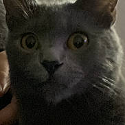 Link is registered to the contest to win money with this photo: animal, cat, close_up, curious, dark_background, domestic_animal, ears, face, feline, fur, gray_cat, hand, indoor, looking_at_camera, low_light, pet, portrait, shadow, whiskers, wide_eyes