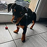 puppy, dog, black_tan, floor, tile, cherry, indoor, window, glass_door, outdoor_view, vehicle, greenery, curious, pet, young_dog, ears, legs, nail, snout, shadow