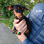 Nany a rejoint le concours — aidez-le/la à gagner de superbes lots ! dog, puppy, person, hand, blue_jacket, outdoor, greenery, foliage, sidewalk, small_toy, luigi_figurine, pet, cute, alert, holding, casual_clothing, nature, daylight, portrait, animal