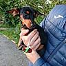 dog, puppy, person, hand, blue_jacket, outdoor, greenery, foliage, sidewalk, small_toy, luigi_figurine, pet, cute, alert, holding, casual_clothing, nature, daylight, portrait, animal