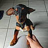 puppy, dog, black_and_tan, small_dog, cute, pet, ears, paw, hand, person, floor, tile, looking_up, indoor, animal, young_dog, domestic_animal, companion, friendly, adorable