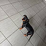 dog, puppy, black_and_brown, tile_floor, looking_back, pet, animal, indoor, curious, small_dog, canine, floor_tiles, cute, domestic_animal, companion, fur, ears, tail, four_legs, young_dog