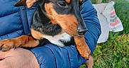 Nany participe au concours pour gagner de l'argent avec cette photo : animal, black_and_tan, blue_jacket, canine, companion, cute, dog, grass, greenery, hand, holding, looking_up, nature, outdoor, park, pavement, person, pet, small_dog, trees