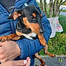 dog, small_dog, black_and_tan, person, blue_jacket, hand, outdoor, trees, greenery, grass, pavement, pet, animal, holding, nature, cute, companion, canine, looking_up, park