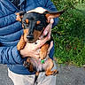 puppy, dog, pet, animal, black_and_tan, ears, person, hand, jacket, blue_jacket, outdoor, greenery, grass, pavement, nature, holding, cute, small_dog, fur, canine