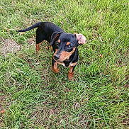 Nany participe au concours pour gagner de l'argent avec cette photo : animal, black, brown, canine, cute, dog, ears, field, fur, garden, grass, mammal, nature, outdoor, pet, playful, puppy, small, walking, young