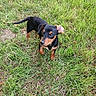 animal, black, brown, canine, cute, dog, ears, field, fur, garden, grass, mammal, nature, outdoor, pet, playful, puppy, small, walking, young