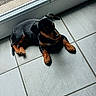 puppy, dog, indoor, tile_floor, black_coat, brown_coat, small_dog, pet, animal, relaxed, curious, natural_light, glass_door, flooring, laying_down, young_dog, cute, companion, domestic, quiet