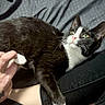 Tura is registered to the contest to win money with this photo: animal, black_and_white_cat, black_clothing, cat, closeup, comfort, curious, fabric, feline, green_eyes, human_hand, indoor, lap, legs, paw, pet, relaxed, sitting, touch, whiskers