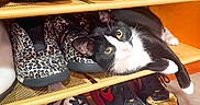 Tura joined the competition — help win amazing prizes! animal, black_and_white, cat, close_up, cozy, curious, feline, footwear, home, indoor, leopard_print, paws, pet, relaxing, resting, shelf, shoe_rack, shoes, sneakers, yellow_eyes