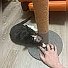 animal, black_and_white, cat, claw, cute, domestic, floor, furniture, hand, indoor, interaction, orange_couch, paw, pet, playful, ring, scratching_post, tattoo, toy_mouse, wooden_floor
