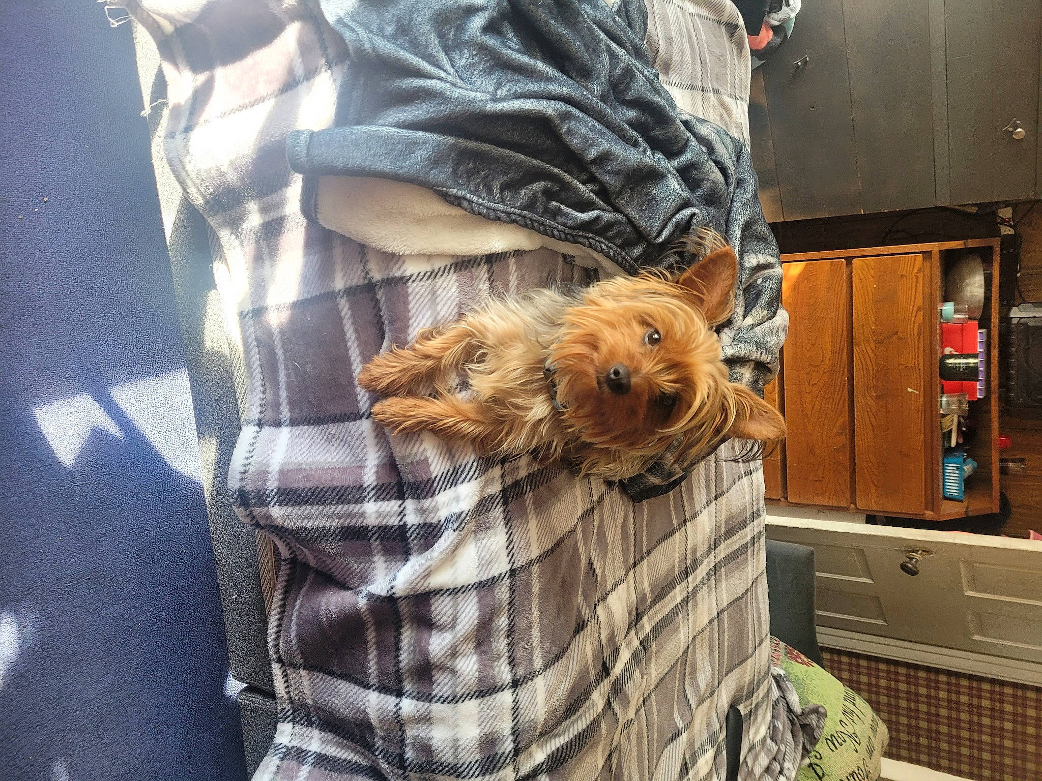 Sassy is registered to the contest to win money with this photo: cabinetry, carnivore, companion_dog, dog, dog_breed, dog_clothes, fashion_accessory, fur, hat, pattern, plaid, pomeranian, sleeve, small_terrier, sporting_group, sunglasses, tartan, terrier, textile, toy_dog