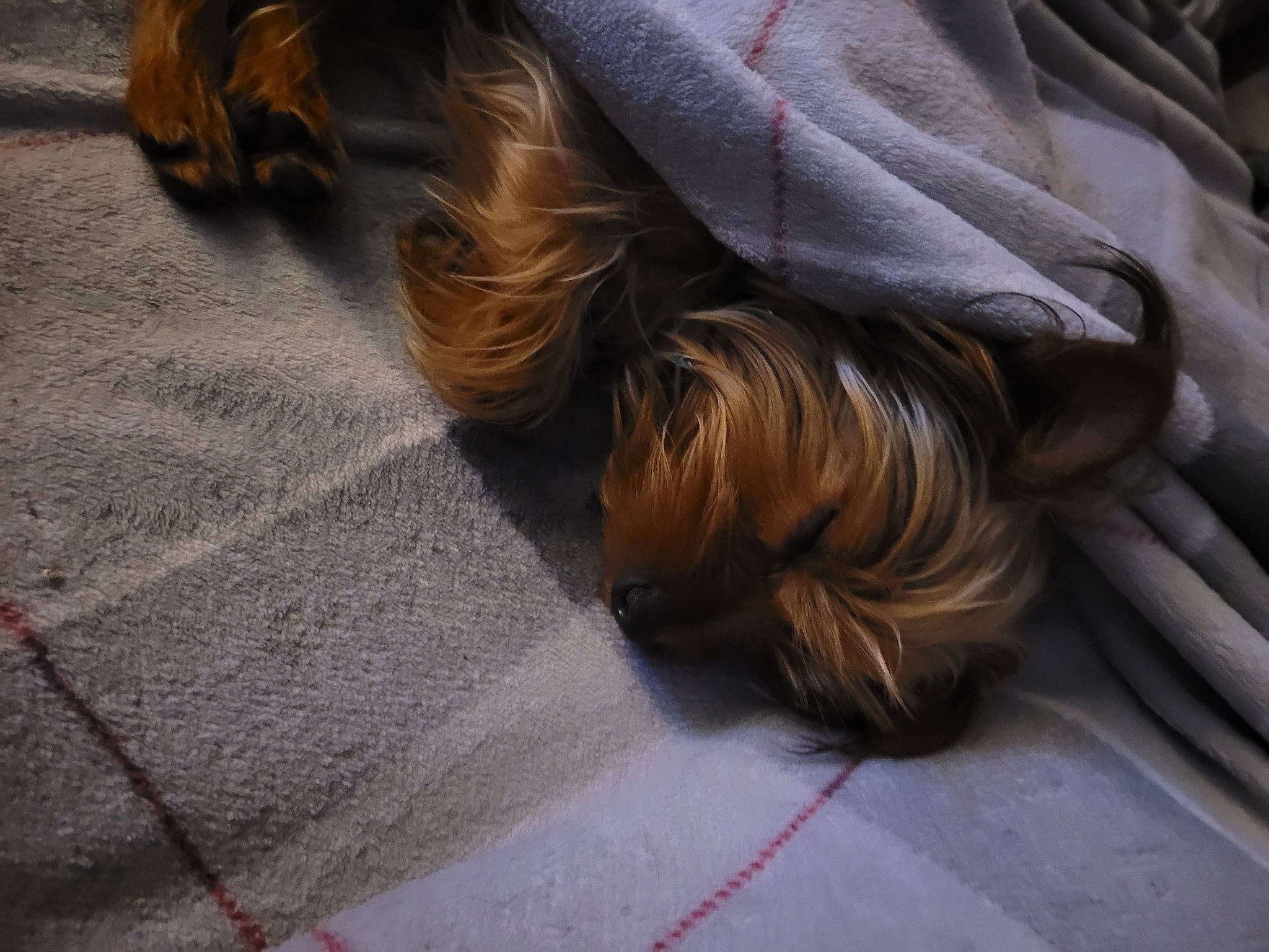 Sassy joined the competition — help win amazing prizes! brown, carnivore, comfort, companion_dog, dog, dog_breed, floor, flooring, foot, fur, hardwood, human_leg, liver, mammal, road_surface, sitting, sporting_group, tail, vertebrate, wood