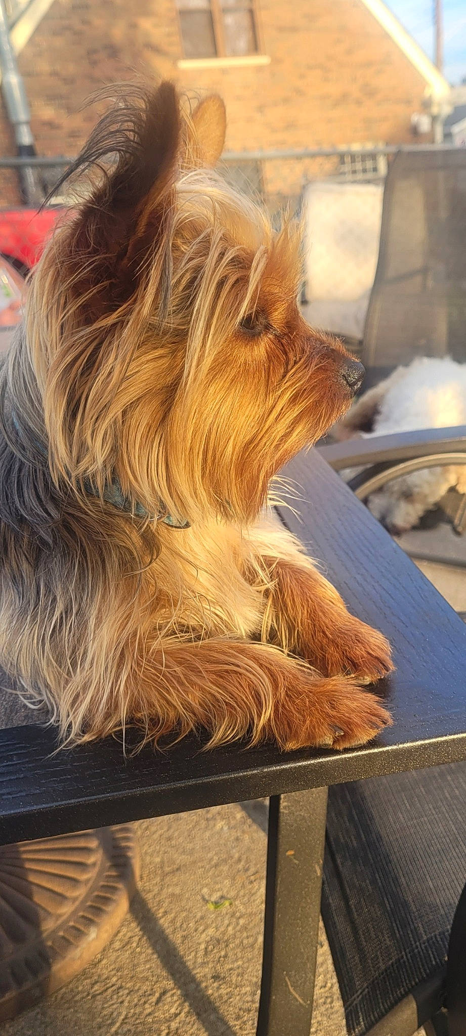 Sassy is registered to the contest to win money with this photo: biewer_terrier, canidae, carnivore, companion_dog, dog, dog_breed, fur, liver, small_terrier, snout, sporting_group, terrier, toy_dog, water_dog, wood, working_animal