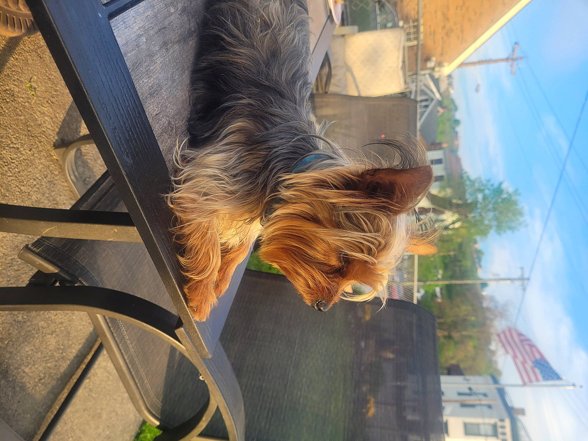 Sassy is registered to the contest to win money with this photo: building, canidae, carnivore, cloud, companion_dog, dog, dog_breed, fur, grass, heat, plant, sky, small_terrier, sporting_group, tail, terrier, tree, window, wood