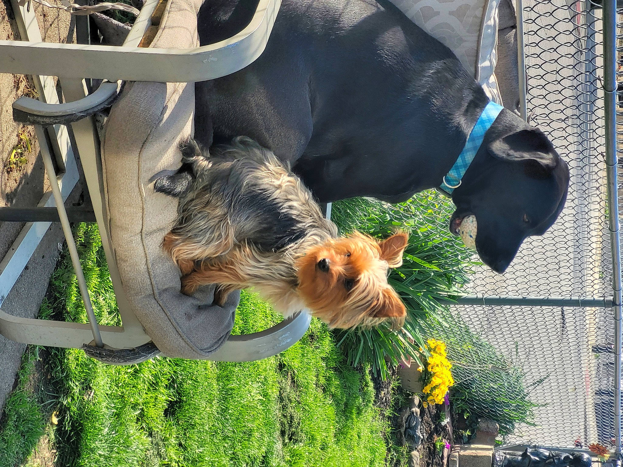 Sassy is registered to the contest to win money with this photo: airedale_terrier, canidae, carnivore, collar, companion_dog, dog, dog_breed, dog_collar, dog_supply, fawn, grass, leash, pet_supply, plant, small_terrier, snout, sporting_group, terrier, welsh_terrier, working_animal