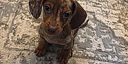 Willy a rejoint le concours — aidez-le/la à gagner de superbes lots ! adorable, animal, brown, carpet, cute, dachshund, dog, domestic, ears, floor, furniture, home, indoor, looking_up, pet, puppy, rug, slippers, small, young