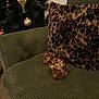 brown_spots, christmas_tree, corduroy, couch, cozy, decor, dog, fur, furniture, green_couch, holiday_decor, home, indoor, leopard_print_pillow, ornaments, pet, puppy, resting, sleeping, small_dog