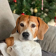 Pango participe au concours pour gagner de l'argent avec cette photo : animal, beagle, brown, christmas_tree, closeup, couch, cozy, decorations, dog, ears, eyes, fur, holiday, indoor, laying, nose, pet, portrait, relaxed, white