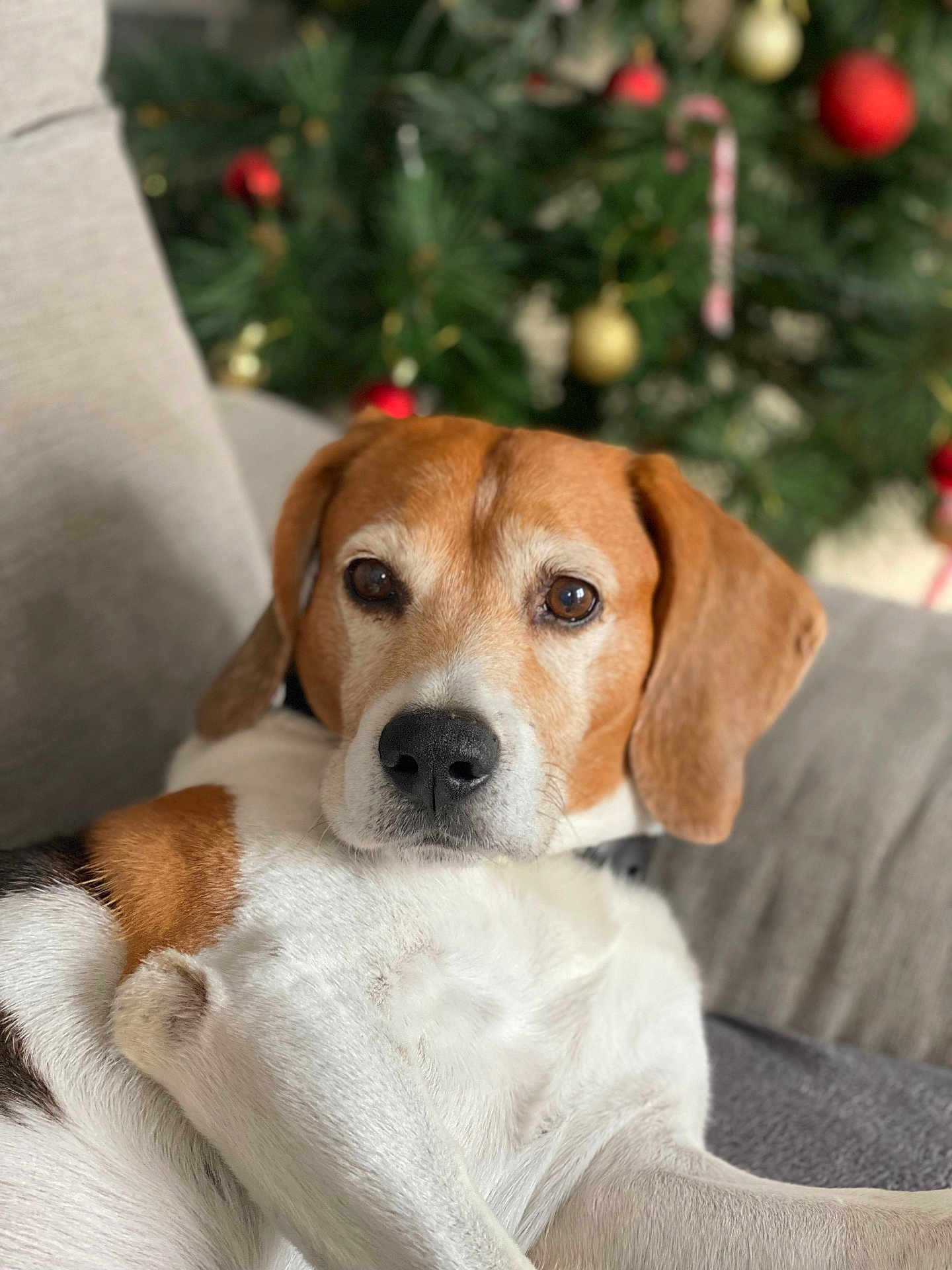 Pango participe au concours pour gagner de l'argent avec cette photo : animal, beagle, brown, christmas_tree, closeup, couch, cozy, decorations, dog, ears, eyes, fur, holiday, indoor, laying, nose, pet, portrait, relaxed, white