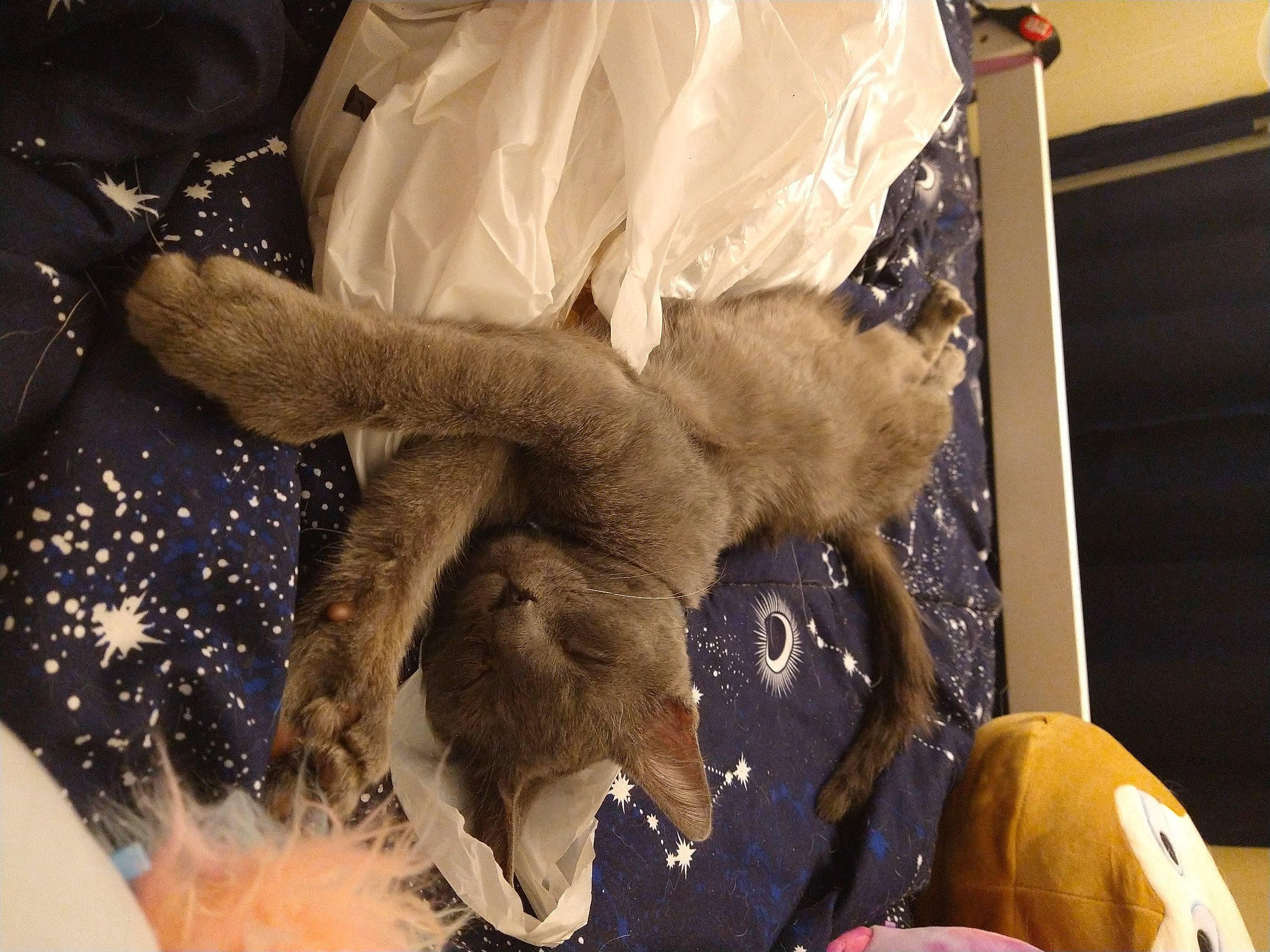 Kenobi joined the competition — help win amazing prizes! art, canidae, claw, event, fawn, flesh, fur, gesture, human_leg, plush, room, safety_glove, service, snout, sporting_group, stuffed_toy, toy, tree, veterinarian, wrist