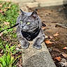 Kenobi is registered to the contest to win money with this photo: animal, autumn, cat, closeup, collar, concrete, curious, fallen_leaves, grass, gray_cat, green_eyes, leaves, mammal, nature, outdoor, pet, resting, side_view, sunlight, whiskers