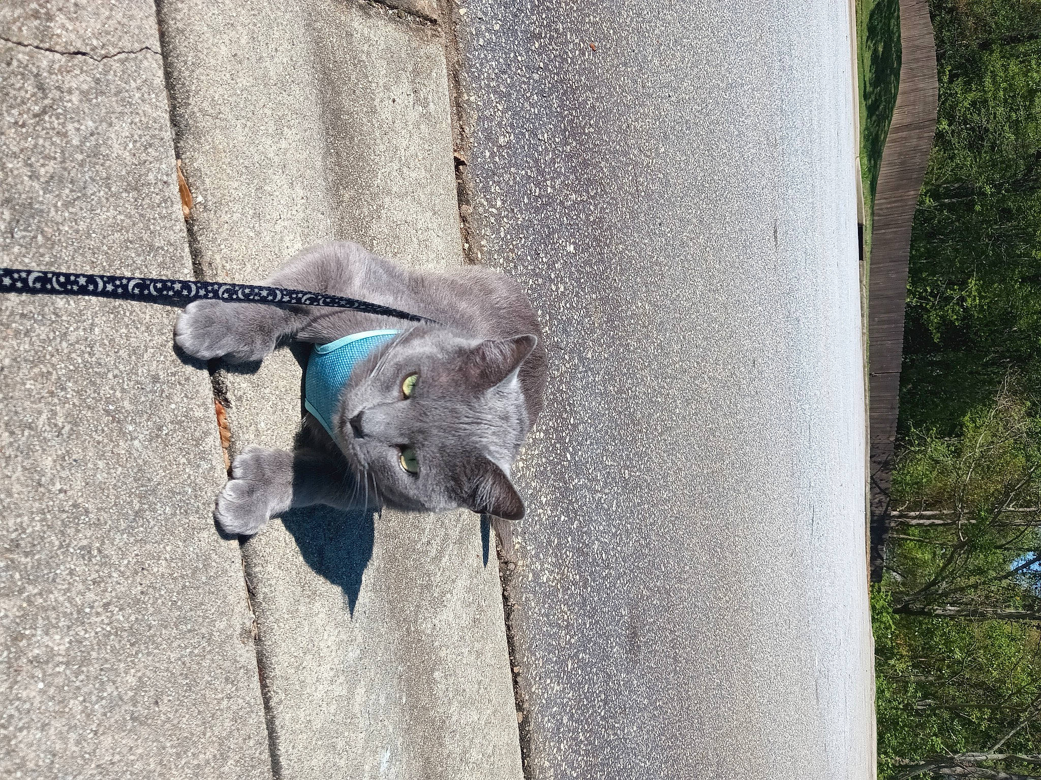 Kenobi is registered to the contest to win money with this photo: art, asphalt, beak, canidae, claw, concrete, dog_breed, electric_blue, grey, hub_gear, plant, road_surface, sculpture, shadow, sidewalk, sporting_group, tail, tree, trunk, working_animal