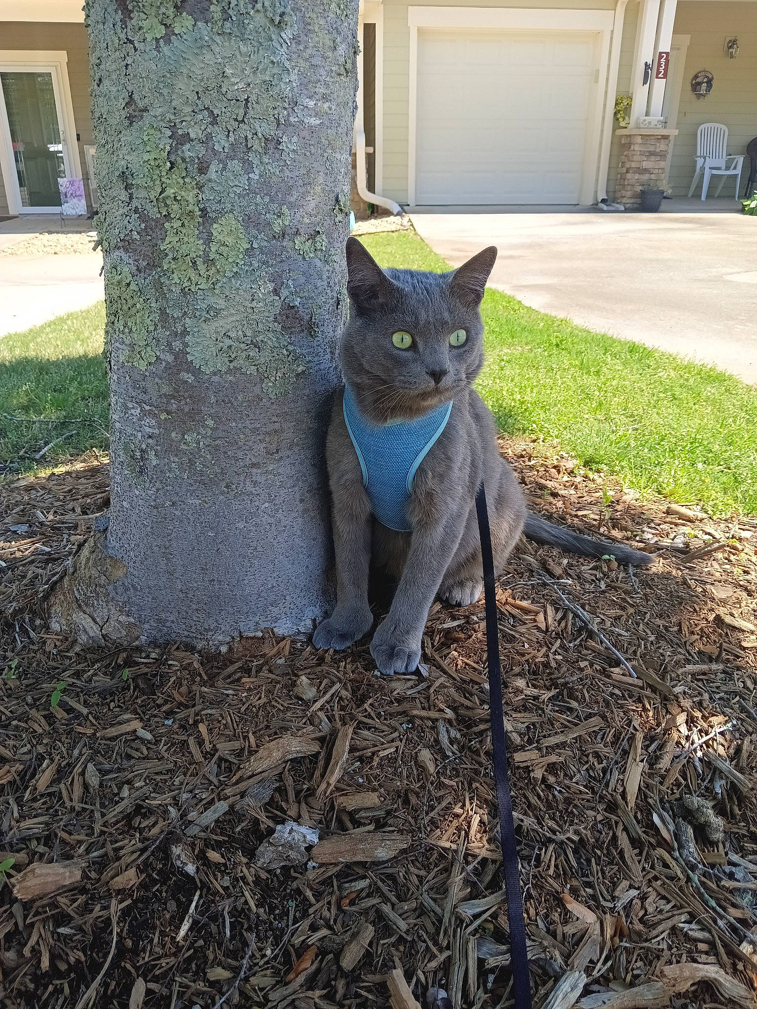 Kenobi joined the competition — help win amazing prizes! black_cat, carnivore, cat, domestic_short_haired_cat, felidae, fur, grass, grey, groundcover, leaf, plant, russian_blue, small_to_medium_sized_cats, snout, soil, tail, terrestrial_animal, tree, trunk, whiskers