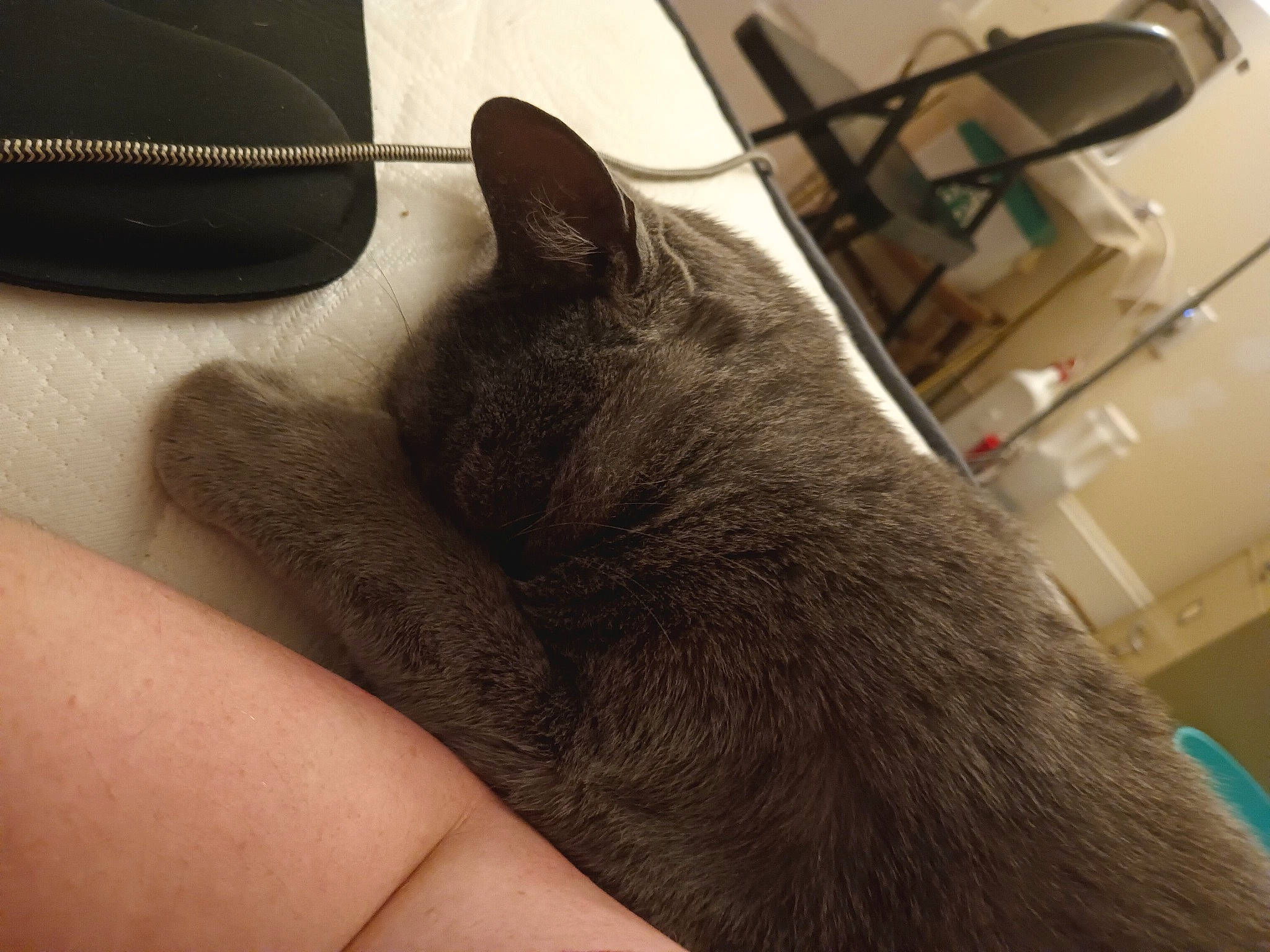 Kenobi joined the competition — help win amazing prizes! black_cat, carnivore, cat, comfort, domestic_short_haired_cat, ear, fashion_accessory, felidae, finger, foot, fur, gesture, grey, human_leg, nail, paw, small_to_medium_sized_cats, snout, tail, whiskers