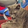 Kenobi joined the competition — help win amazing prizes! animal, blanket, blurred_background, cat, closeup, cozy, cute, domestic_cat, ears, fabric, feline, fur, gray_cat, indoor, paw, pet, relaxed, resting, soft, whiskers