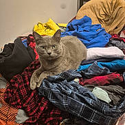 Kenobi joined the competition — help win amazing prizes! animal, bed, black_clothing, blue_clothing, casual, cat, chair, cozy, cushion, feline, gray_cat, indoor, looking_at_camera, pet, pile_of_clothes, plaid_pattern, red_clothing, resting, wall, yellow_clothing