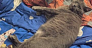 Kenobi joined the competition — help win amazing prizes! animal, bed, blanket, cat, colorful, comfort, cozy, cute, feline, fur, gray_cat, indoor, looking, lying_down, patterned_blanket, pet, relaxed, resting, sleepy, soft