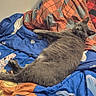 animal, bed, blanket, cat, colorful, comfort, cozy, cute, feline, fur, gray_cat, indoor, looking, lying_down, patterned_blanket, pet, relaxed, resting, sleepy, soft