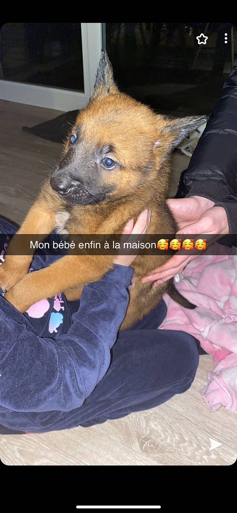 Gringo a rejoint le concours — aidez-le/la à gagner de superbes lots ! ancient_dog_breeds, canidae, carnivore, comfort, companion_dog, corgi_chihuahua, dog, dog_breed, fawn, felidae, fur, non_sporting_group, snout, sporting_group, street_dog, terrestrial_animal, whiskers, wildlife