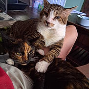 Gorm And Maya is registered to the contest to win money with this photo: bowl, cat, cozy, cuddle, door, fur, furniture, green_eyes, home, indoor, lap, legs, person, pets, relaxed, tabby_cat, table, tortoiseshell_cat, whiskers, wooden_floor