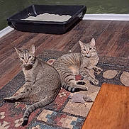 Sassy And Sasha joined the competition — help win amazing prizes! animal, cat, domestic_animal, ears, feline, floor, indoor, litter_box, mammal, pet, relaxed, rug, striped, tabby_cat, tail, toy, two_cats, wall, whiskers, wood_floor