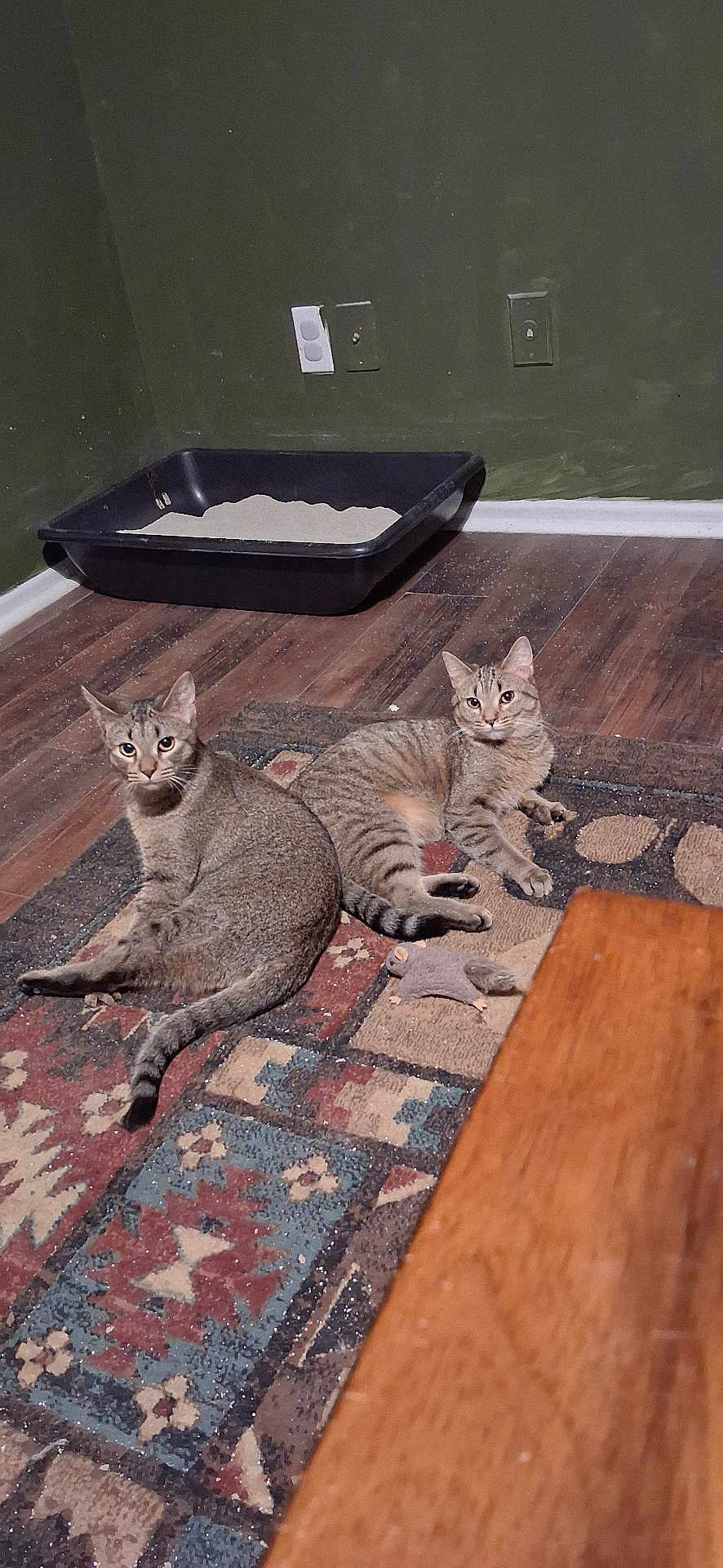 Sassy And Sasha joined the competition — help win amazing prizes! animal, cat, domestic_animal, ears, feline, floor, indoor, litter_box, mammal, pet, relaxed, rug, striped, tabby_cat, tail, toy, two_cats, wall, whiskers, wood_floor